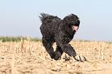 BOUVIER DES FLANDRES 153